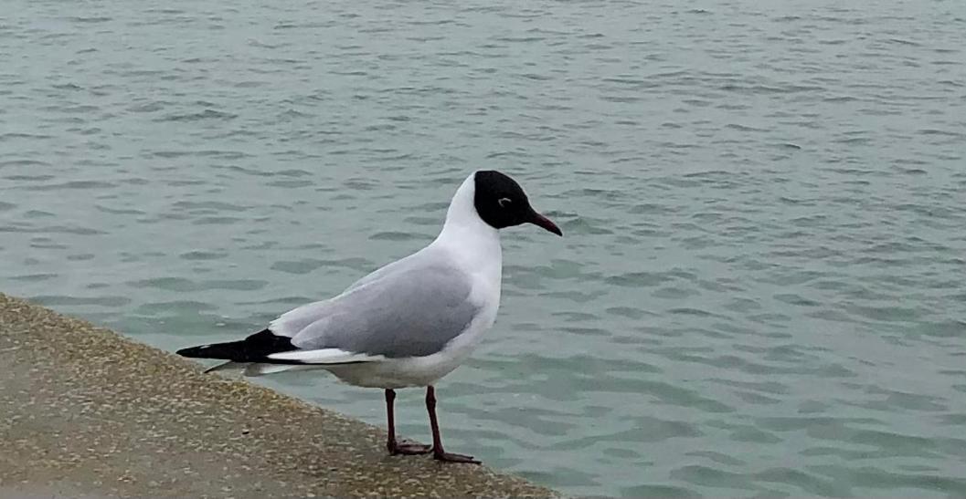 Hotel Nuit insolite sur un voilier au cœur de La Rochelle à La Rochelle  Extérieur photo